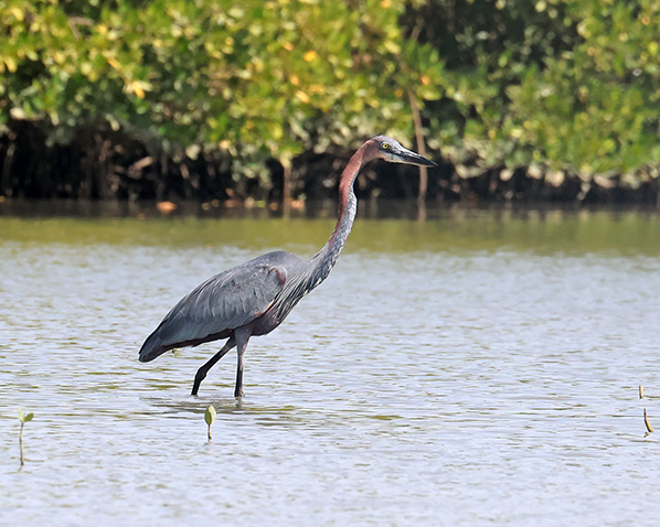 Goliath heron